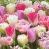 Serviett Pink Tulips lunsj