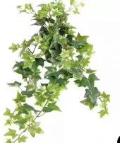 Eføy heng 60cm