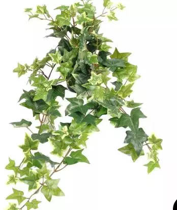 Eføy heng 60cm