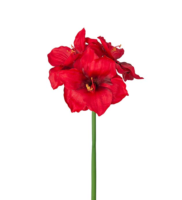 Amaryllis stilk