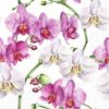 Serviett Elegant orchids lunsj