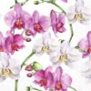 Serviett Elegant orchids kaffe