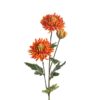 Chrysanthemum
