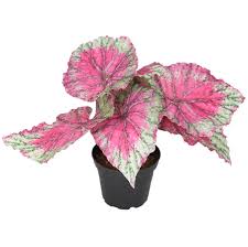 Rexbegonia