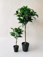 Busk oppstammet h40cm