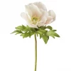Anemone avskåret pink