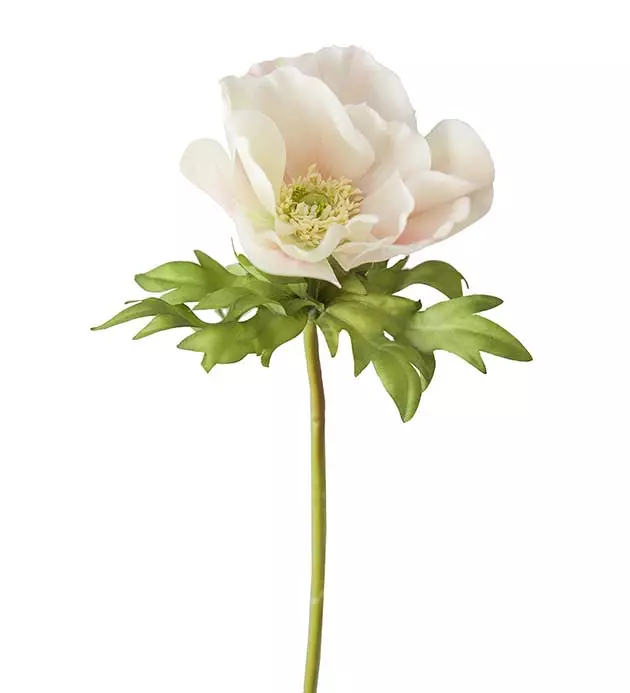 Anemone avskåret pink