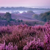 Serviett Heather moorlands lunsj
