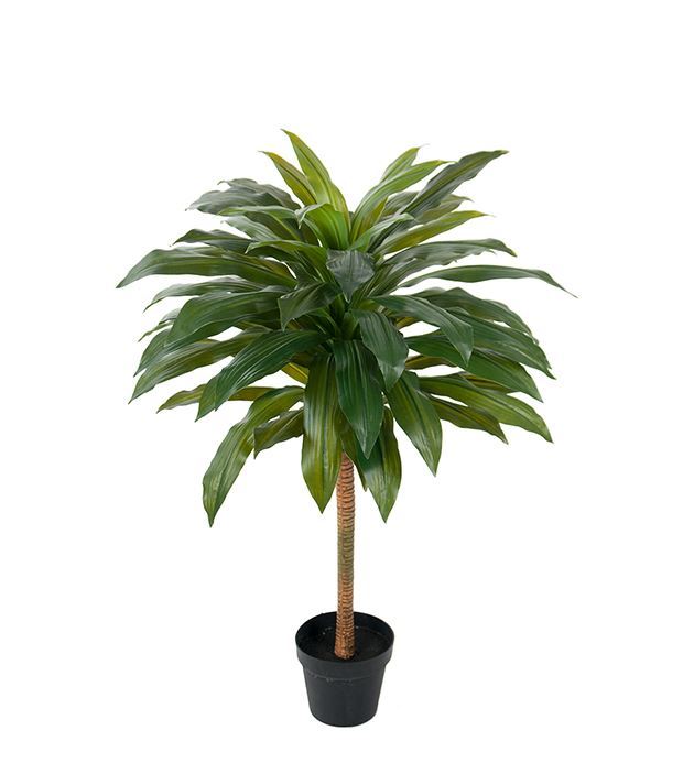 DRACENA 100CM