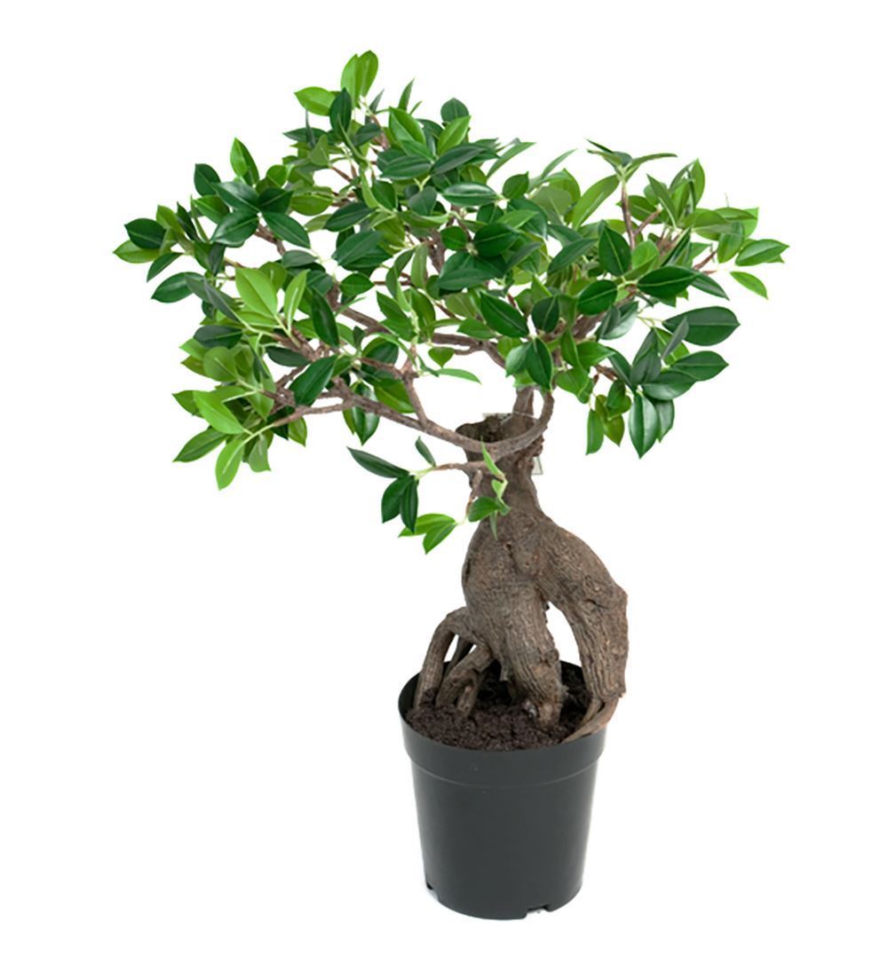 FIKUS GINSENG 50CM