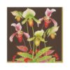 Napkin, chestnut slipper orchid