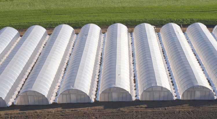 Plast Angus Duralight Extra 11 x 110 meter 150 mu